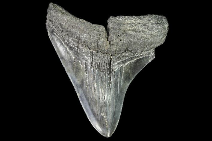 Fossil Megalodon Tooth - Georgia #109318